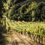 Haussmann Bordeaux superieur Red Wine